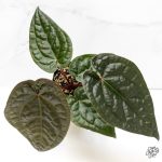 Anthurium Luxurians X 'Zara' x 'Michelle' by DocBlock® *Grower's Choice* - Image 2