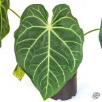 Anthurium magnificum x Sp. Trilobe Rio Guanche *Grower's Choice* - Image 6