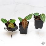 Anthurium Magnificum *Grower's Choice* - Image 3
