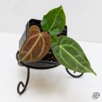 Anthurium Magnificum *Grower's Choice* - Image 2