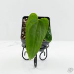 Anthurium magnificum x Sp. Trilobe Rio Guanche *Grower's Choice*