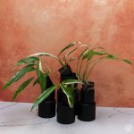 Rhaphidophora megasperma variegated *Grower's Choice* - Image 2