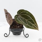 Anthurium Michelle Hot Pink '23' x Zara '14' by DocBlock® (wk24-J) - Image 3