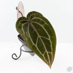 Anthurium Michelle Hot Pink '23' x Zara '14' by DocBlock® (wk24-J) - Image 4
