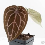 Anthurium Michelle Hot Pink '23' x Zara '14' by DocBlock® (wk24-J)