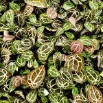 Anthurium 'Michelle' by DocBlock *Grower's Choice* - Image 5