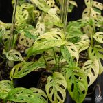 Monstera Adansonii Double Windows Mint Variegated (Commonly Mislabeled as Monstera Acuminata Mint) *Grower's Choice* - Image 4