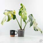 Monstera Deliciosa 'Melancholy' (wk24-UL) - Image 3