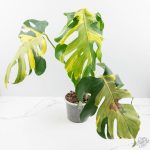 Monstera Deliciosa 'Melancholy' (wk24-UL) - Image 4