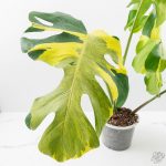 Monstera Deliciosa 'Melancholy' (wk24-UL) - Image 2