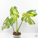 Monstera Deliciosa 'Melancholy' (wk24-UL) - Image 5