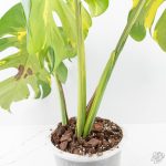 Monstera Deliciosa 'Melancholy' (wk24-UL) - Image 6
