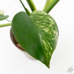 Monstera Deliciosa 'White Monster' (wk24-UK) *Half Moon* - Image 9