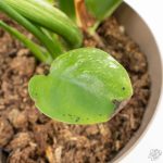 Monstera Deliciosa 'White Monster' (wk24-UK) *Half Moon* - Image 10