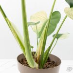 Monstera Deliciosa 'White Monster' (wk24-UK) *Half Moon* - Image 11