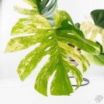 Monstera Deliciosa 'White Monster' (wk24-UK) *Half Moon* - Image 3