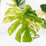 Monstera