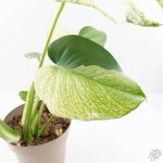 Monstera Deliciosa 'White Monster' (wk24-UK) *Half Moon* - Image 6