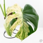 Monstera Deliciosa 'White Monster' (wk24-UK) *Half Moon* - Image 4