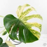 Monstera Deliciosa 'White Monster' (wk24-UK) *Half Moon* - Image 5