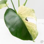Monstera Deliciosa 'White Monster' (wk24-UK) *Half Moon* - Image 7