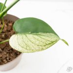 Monstera Deliciosa 'White Monster' (wk24-UK) *Half Moon* - Image 8