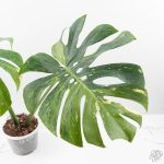Monstera Deliciosa 'Yoda' (wk24-UM) - Image 4