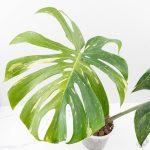 Monstera Deliciosa 'Yoda' (wk24-UM) - Image 2