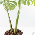 Monstera Deliciosa 'Yoda' (wk24-UM) - Image 6