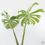 Monstera Deliciosa 'Yoda' (wk24-UM) - Image 5