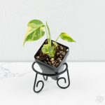 Monstera deliciosa 'Electrolyte' *Grower's Choice* - Image 2