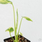 Monstera deliciosa 'Electrolyte' *Grower's Choice* - Image 3