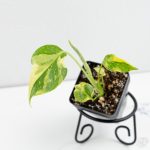 Monstera deliciosa 'Electrolyte' *Grower's Choice* - Image 4