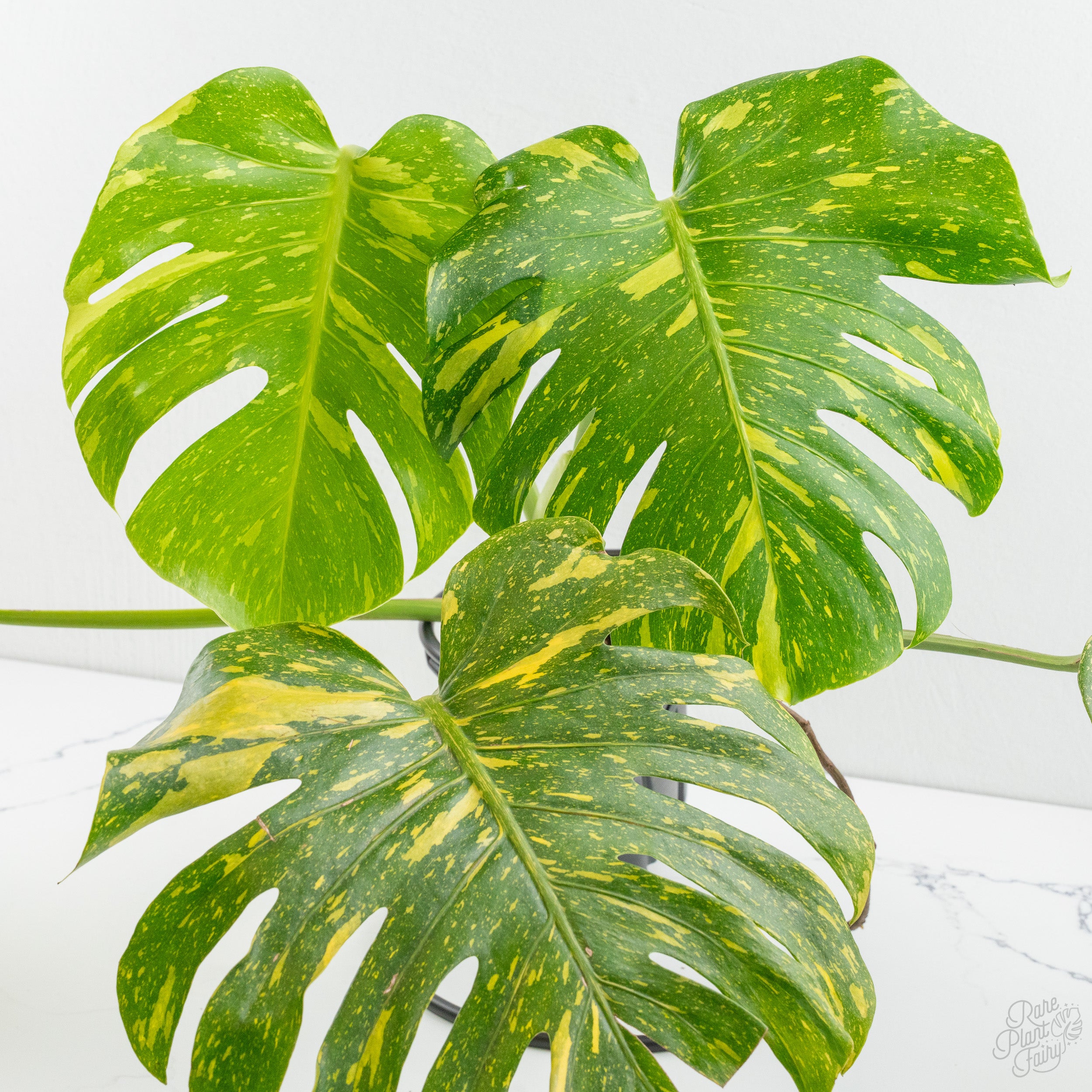 MonsteraDeliciosa_Electrolyte_-5-3.jpg Monstera deliciosa 'Electrolyte' *Grower's Choice* - Image 1