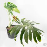 Monstera deliciosa ‘Tattoo’ *Grower's Choice* - Image 4