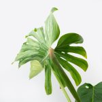 Monstera deliciosa ‘Tattoo’ *Grower's Choice* - Image 5