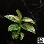 Rare Monstera plants for sale