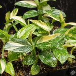 Monstera Standleyana Albo Marble Variegated *Grower's Choice* - Image 2