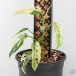 RPF Self-Watering Stackable Moss Poles (Set of 2)