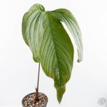 Anthurium magnificum x Sp. Trilobe Rio Guanche *Grower's Choice* - Image 4