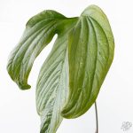 Anthurium magnificum x Sp. Trilobe Rio Guanche *Grower's Choice* - Image 5