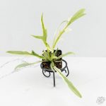 Philodendron Bipinnatifidum 'Tortum' Albo Variegated *Grower's Choice*