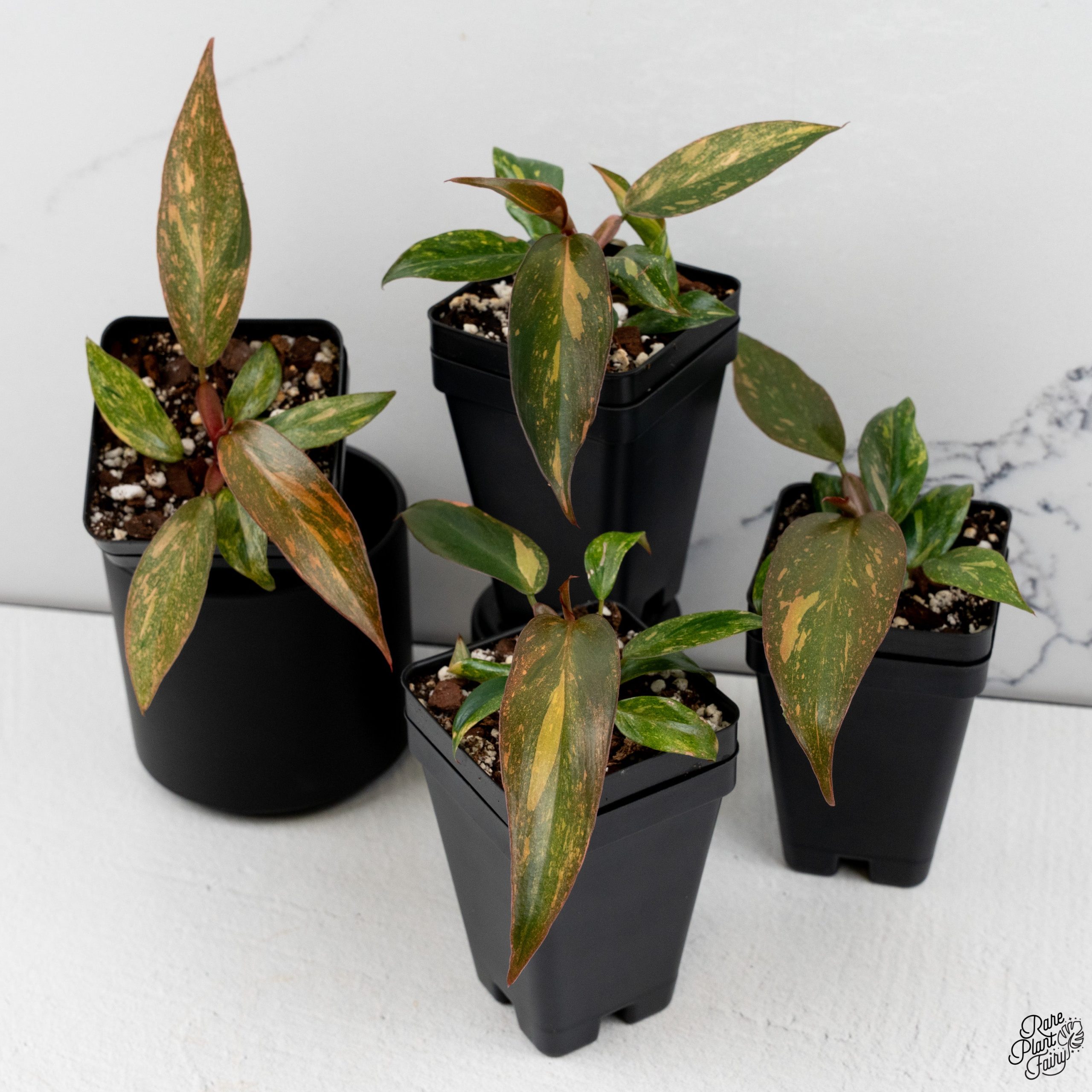 OrangePrincess_Grower_sChoice_2025-08-08_WEEK32_-1-3.jpg Philodendron 'Orange Princess' *Grower's Choice* - Image 1