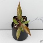 Philodendron 'Orange Princess' *Grower's Choice* - Image 3