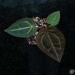 Anthurium DocBlock Red Velvet Cake '24' x Zara '29' by DocBlock® *Grower's Choice*