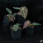 Anthurium DocBlock Red Velvet Cake '24' x Zara '29' by DocBlock® *Grower's Choice* - Image 4