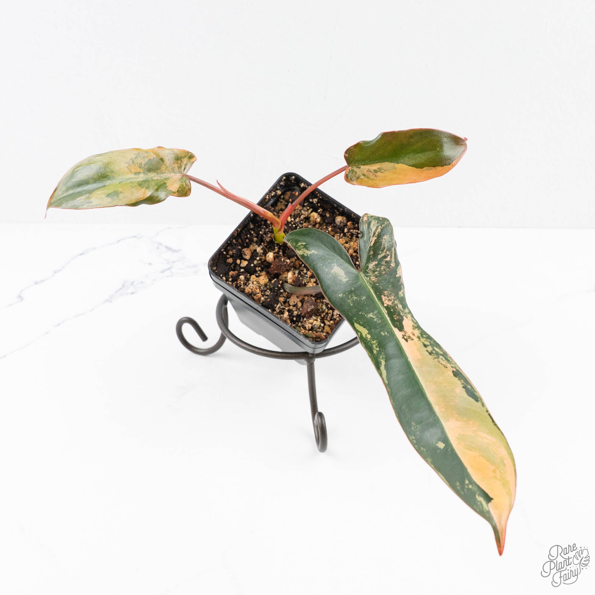 PhilodendronBrownBeautyvariegated_blackbillitiaexfloridabeauty_-24K-3-3.jpg Philodendron 'Brown Beauty' ('Black Billietiae' x 'Florida Beauty') (wk24-K) - Image 1