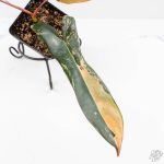 Philodendron 'Brown Beauty' ('Black Billietiae' x 'Florida Beauty') (wk24-K) - Image 3