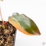 Philodendron 'Brown Beauty' ('Black Billietiae' x 'Florida Beauty') (wk24-K) - Image 4