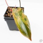 Philodendron 'Brown Beauty' ('Black Billietiae' x 'Florida Beauty') (wk24-K) - Image 5